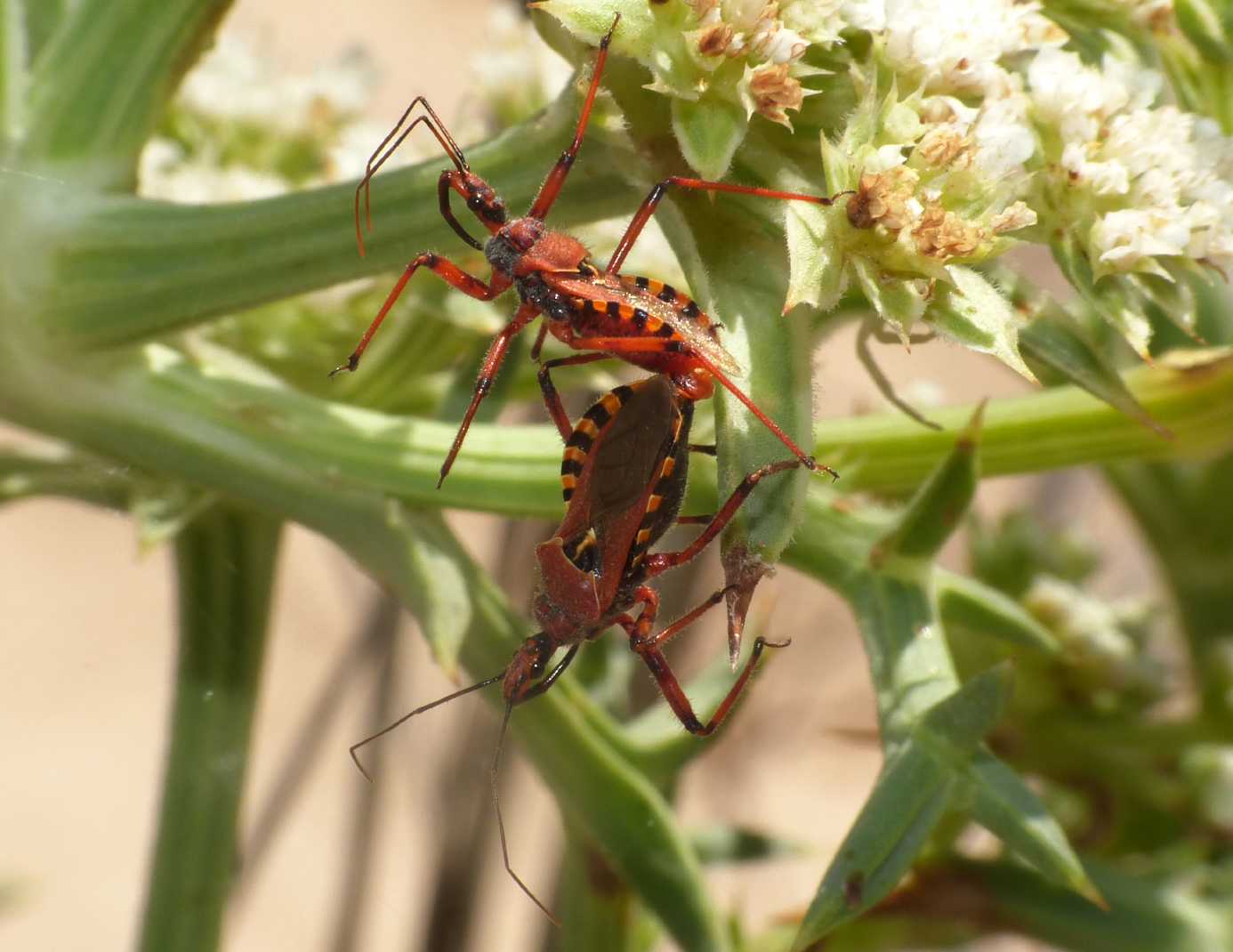 Reduviidae: Rhinocoris erythropus: accoppiamento sardo